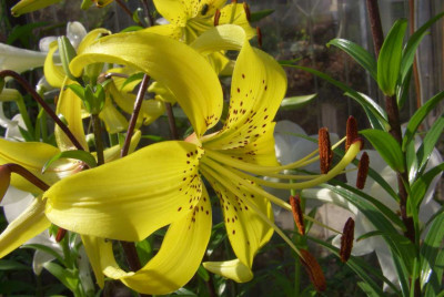 Lilium_lancifolium_var._flaviflorum.jpg
