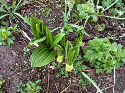 veratrum_20140320_zg.jpg
