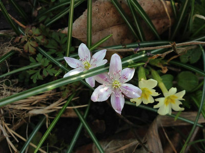 hepatica-saemling_20140320_zg.jpg