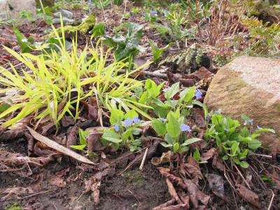 Omphalodes_verna_Kopie.jpg