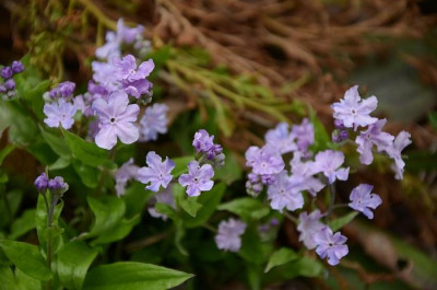 omphalodes_cap_lilac.jpg