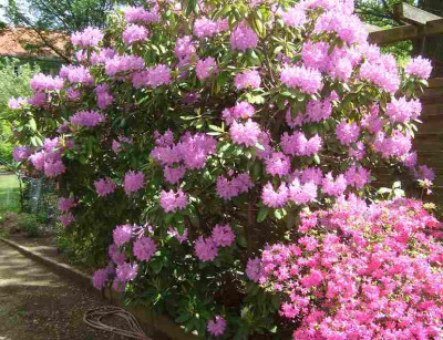 rhodobluetklein.jpg