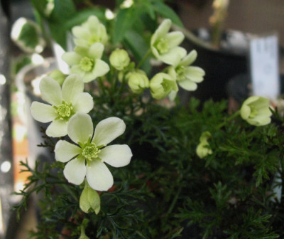 Clematis_marmoraria__...__23.3.14_002.jpg