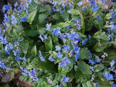 Omphalodes_cappadocica__...__23.3.14_034.jpg