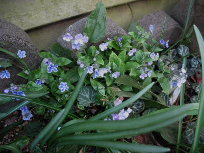 Omphalodes_Versamungsgesellschaft_...__23.3.14_026.jpg