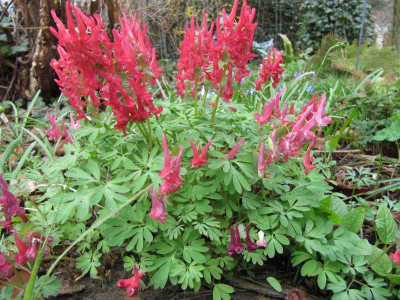 Corydalis_rot_130323.jpg
