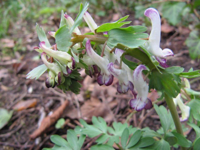 Corydalis_Bilbo_130323.jpg