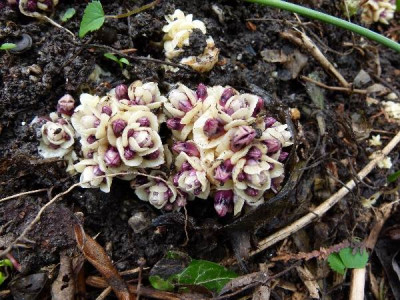 Lathraea_clandestina.jpg