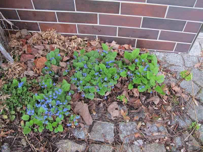Omphalodes_24.3.14_ue.jpg