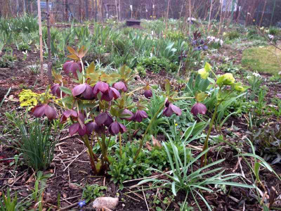 helleborus_rotpflaume_20140323_zg.jpg