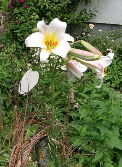 Lilium_regale____4.jpg
