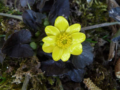 Ranunculus_ficariaP10603612.jpg