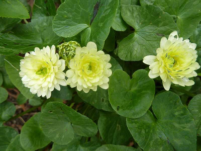 ranunculus_ficaria_P10604941.jpg