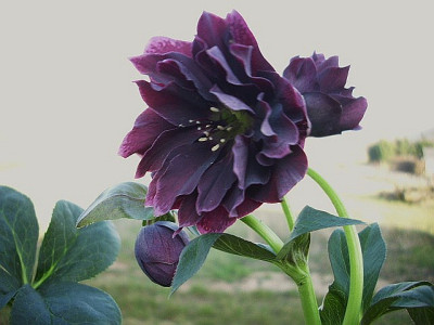 14_violett_gef.jpg