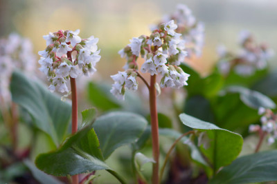 Bergenia-Silberlicht-Mar2514_050.jpg