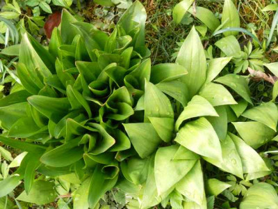 HerbstzeitlosenBa776rlauch.jpg