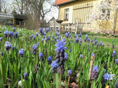 latifolium_25.3.14_ue.jpg