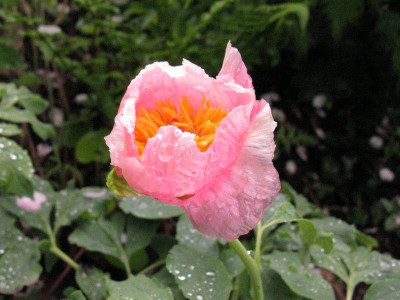 Paeonia_mollis_Slg__Kopie.jpg