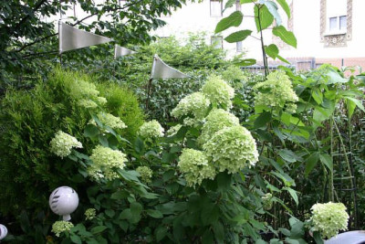 Rispenhortensie_Limelight1210b.jpg