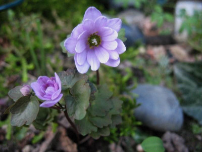Anemonella_thalictroides_...___003.jpg