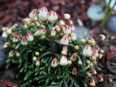Cassiope_Beatrice_Liley__...___005.jpg