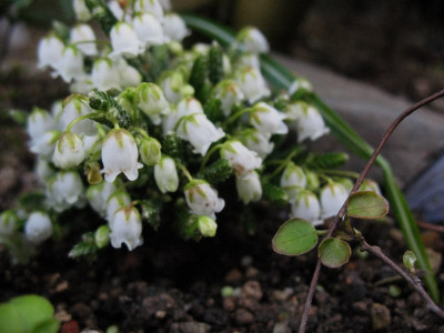 Cassiope_Muirhead__...__23.3.14_012.jpg