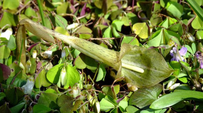 DSCF0101_eArisaema_nepenthoides.JPG