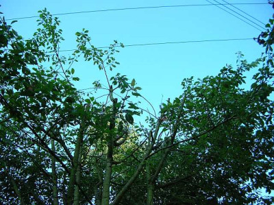 DSCN0501.jpg