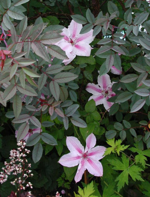 1girenasglauca.jpg