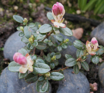 Rhododendron_pumilum___...___013.jpg