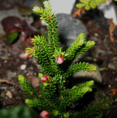 Harrimanella_stelleriana_I__...____23.3.14_001.jpg