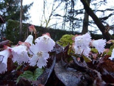Shortia_kantoensis_2014.jpg