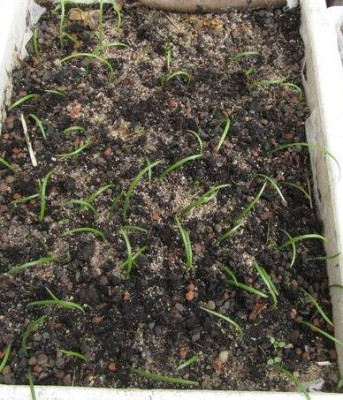 Galanthus-Saatschale.jpg