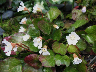 Shortia_galacifolia__...___23.3.14_006.jpg