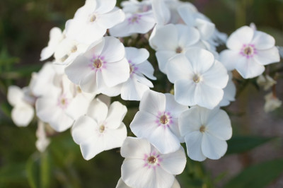Phlox_p._Alabaster.jpg