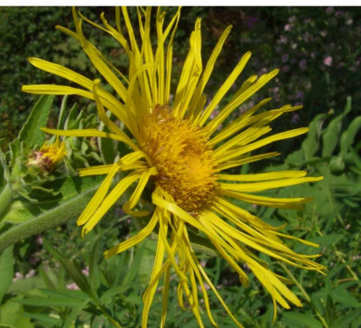Inula_helenium.jpg