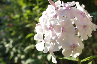 Phlox_p._Elfe.jpg