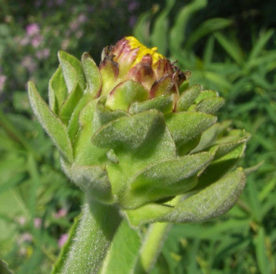 Inula_helenium_Knospe.jpg