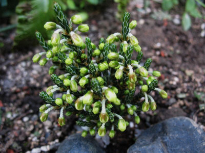 Cassiope_selaginoides___IS_13384___...___028.jpg