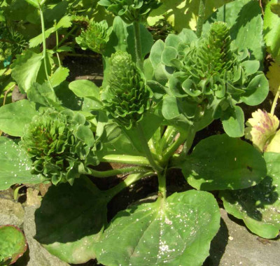 Plantago_major_Rosularis.jpg