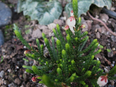 Cassiope_mertensiana_ssp._californica__...__025.jpg