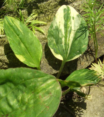 Plantago_asiatica_variegata.jpg