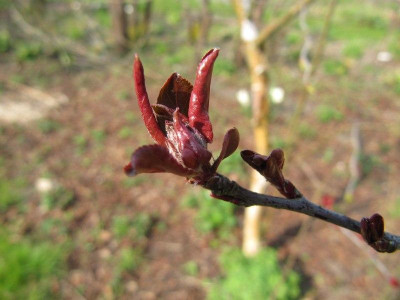 Knospe_Malus_Liset_Samling_140329.jpg