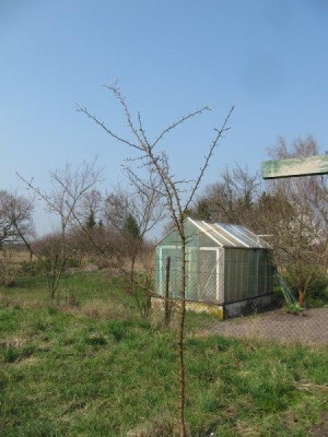 Malus_sikkimensis_Samling_140329.jpg
