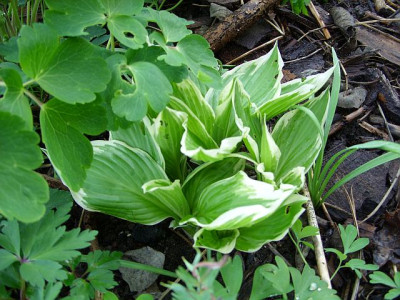 SS853731_hosta_crispula_80.jpg