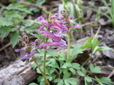 SS853707_corydalis_solida_80.jpg