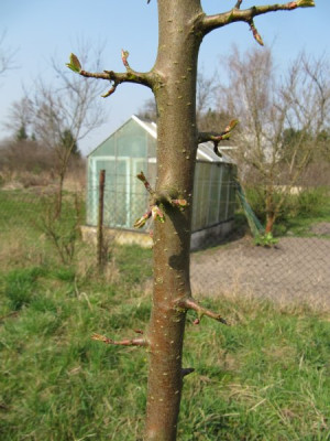 Malus_sikkimensis_Samling_Stamm_140329.jpg