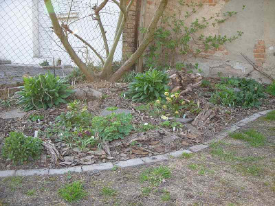 weidenbeet17.3.14_80.jpg