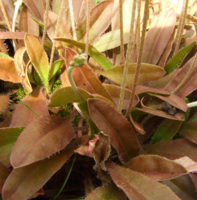 Plantago_raoulii.jpg