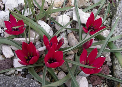 comp_Tulipa_kurdica_Purple_29.03.14.jpg